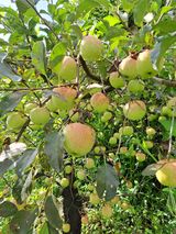 팜모닝 감·자유게시판 게시글 이미지