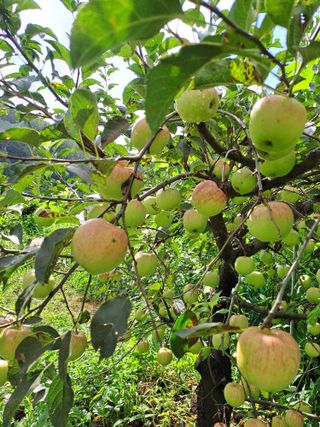 시골농부님의 감 · 자유게시판 작성글 사진