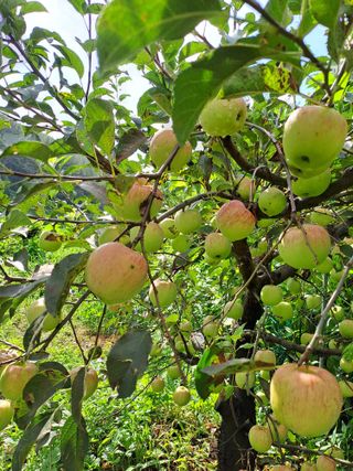시골농부님의 감 · 자유게시판 작성글 사진