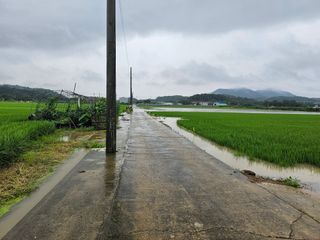 정윤환님의 벼 · 병해충상담 작성글 사진