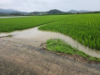 정윤환님의 벼 · 병해충상담 작성글 사진