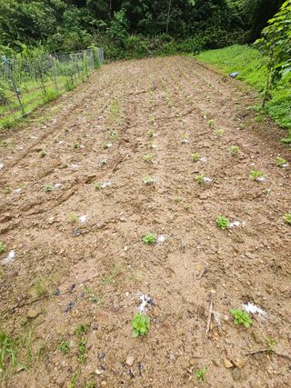 서상진님의 들깨 · 자유게시판 작성글 사진