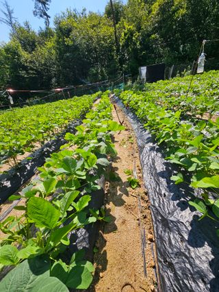 서상진님의 들깨 · 자유게시판 작성글 사진