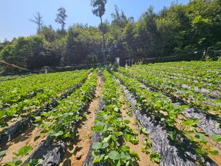 서상진님의 들깨 · 자유게시판 작성글 사진