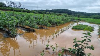 김민철 님의 수해 농가 응원 같이해요 · 참여 작성글 사진