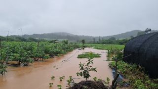 김민철 님의 수해 농가 응원 같이해요 · 참여 작성글 사진