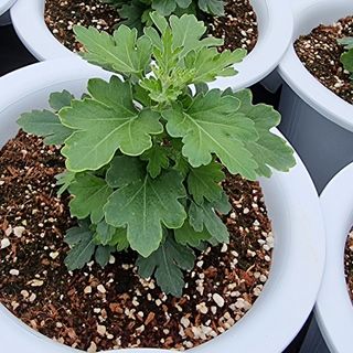 감15598님의 기타작물 · 병해충상담 작성글 사진