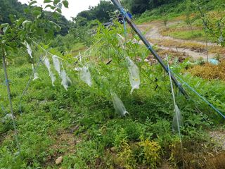 당근한개님의 기타작물 · 자유게시판 작성글 사진