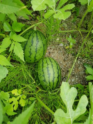 당근한개님의 기타작물 · 자유게시판 작성글 사진