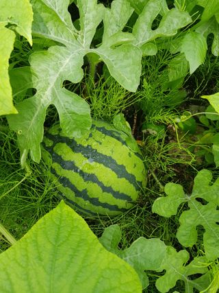 당근한개님의 기타작물 · 자유게시판 작성글 사진