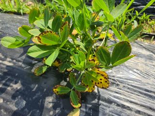 채옥이님의 콩 · 병해충상담 작성글 사진