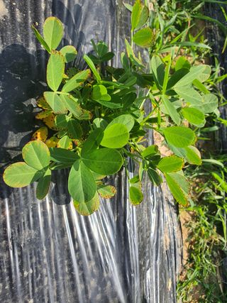 채옥이님의 콩 · 병해충상담 작성글 사진