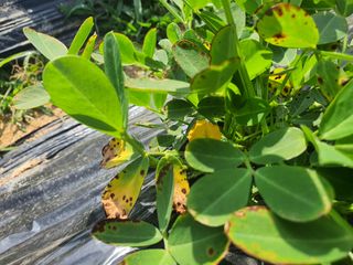 채옥이님의 콩 · 병해충상담 작성글 사진