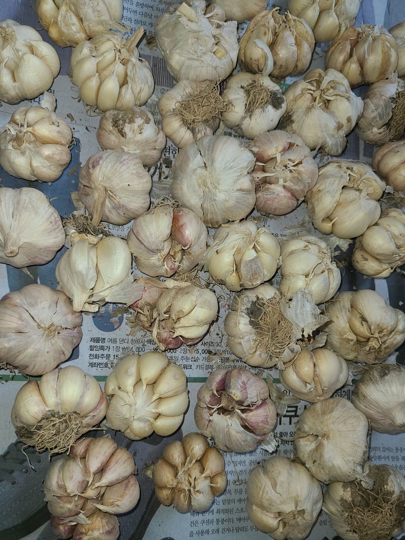 장터 상품 [(판매완료)스페인산 벌 마늘 20kg] 썸네일