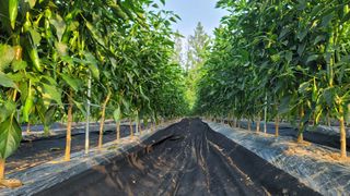 고추 조의현님의 고추 · 수확 작성글 사진