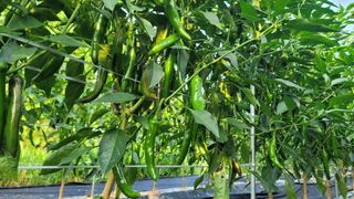 고추 조의현님의 고추 · 수확 작성글 사진