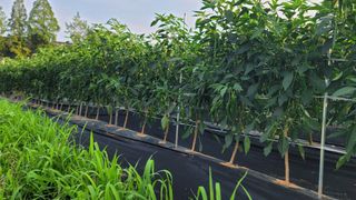 고추 조의현님의 고추 · 수확 작성글 사진