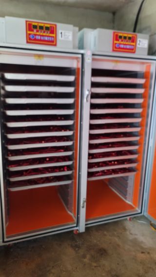 고추 조의현님의 고추 · 수확 작성글 사진