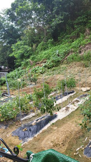 짱순이연속8월출석왕님의 토마토 · 일상 작성글 사진