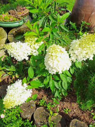 시골농부님의 감 · 자유게시판 작성글 사진