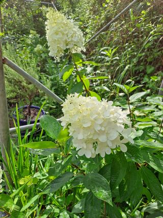 시골농부님의 감 · 자유게시판 작성글 사진