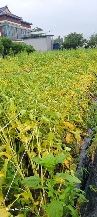 제주농부님의 참깨 · 자유게시판 작성글 사진