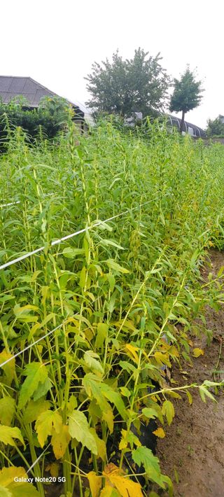 제주농부님의 참깨 · 자유게시판 작성글 사진