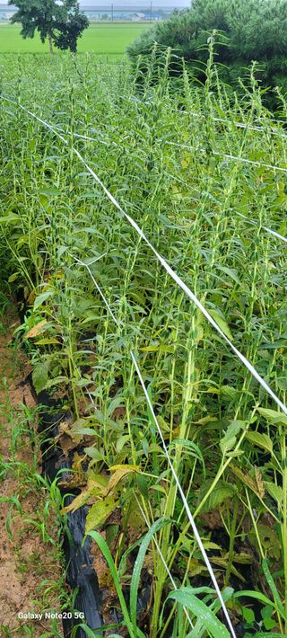 제주농부님의 참깨 · 자유게시판 작성글 사진