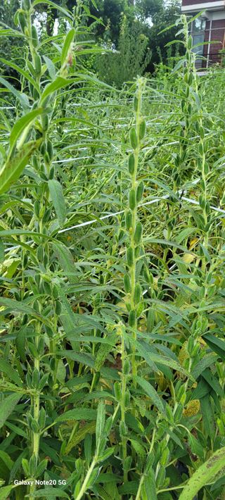 제주농부님의 참깨 · 자유게시판 작성글 사진