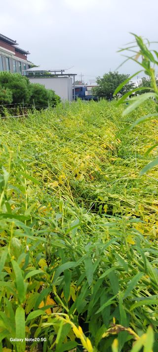 제주농부님의 참깨 · 자유게시판 작성글 사진