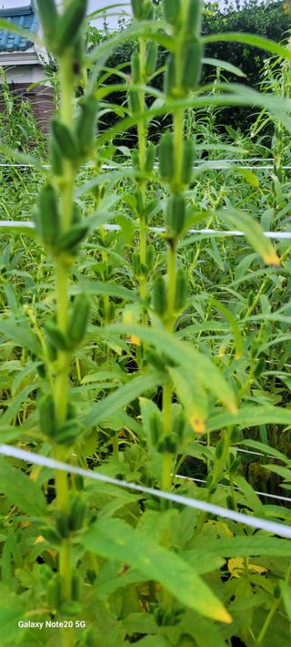 제주농부님의 참깨 · 자유게시판 작성글 사진