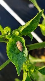 팜모닝 고추·병해충상담 게시글 이미지