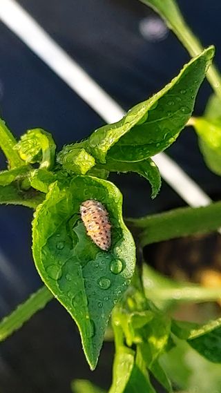 물래방아님의 고추 · 병해충상담 작성글 사진