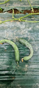 팜모닝 오이·병해충상담 게시글 이미지