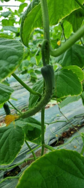 멋쟁이 아낙네 ^^님의 오이 · 병해충상담 작성글 사진