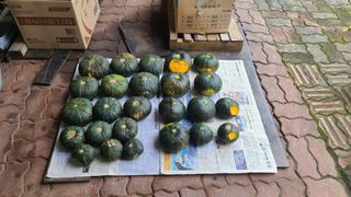 신안광열님의 호박 · 자유게시판 작성글 사진