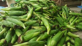 전봉우(채미농원)님의 옥수수 · 영농일지 작성글 사진