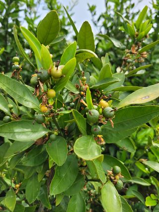 팜모닝회원백현선님의 귤 · 병해충상담 작성글 사진