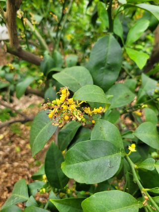 팜모닝회원백현선님의 귤 · 병해충상담 작성글 사진