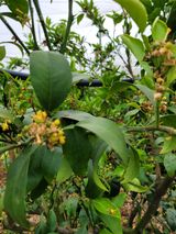 팜모닝 귤·병해충상담 게시글 이미지