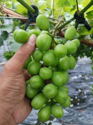 혁이네농원님의 포도 · 자유게시판 작성글 사진