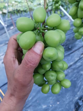 혁이네농원님의 포도 · 자유게시판 작성글 사진