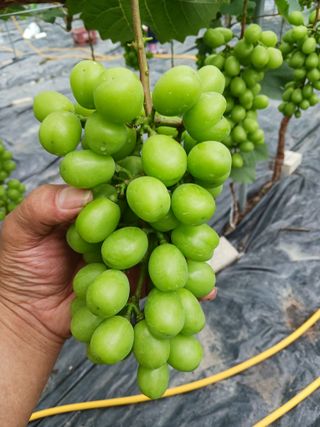 혁이네농원님의 포도 · 자유게시판 작성글 사진