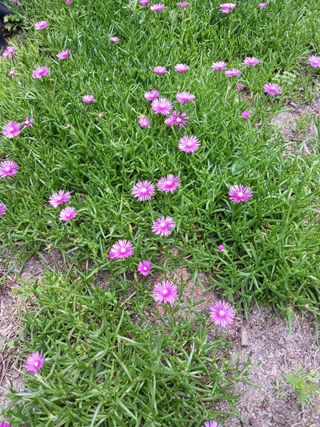 혁이네농원님의 포도 · 자유게시판 작성글 사진