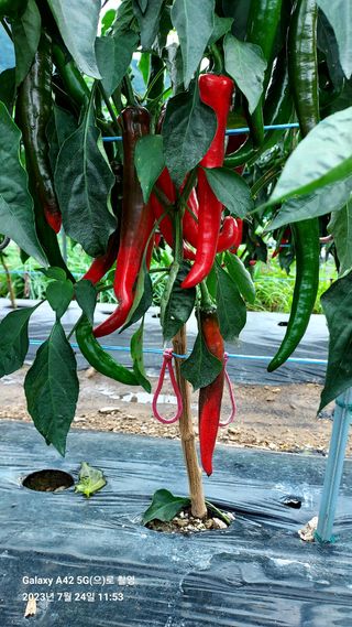 오남현님의 고추 · 일상 작성글 사진