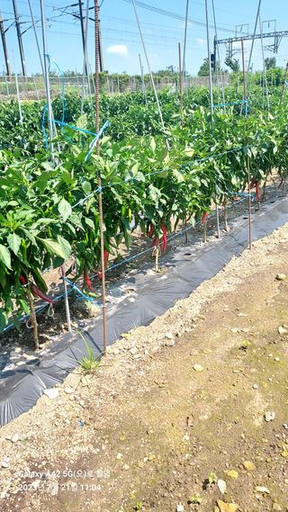 오남현님의 고추 · 일상 작성글 사진