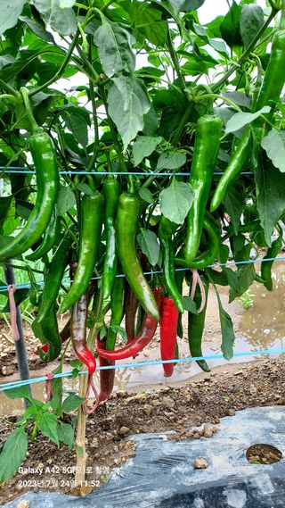 오남현님의 고추 · 일상 작성글 사진