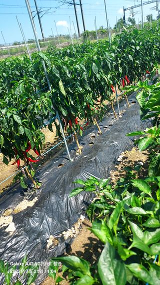 오남현님의 고추 · 일상 작성글 사진