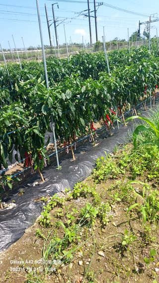 오남현님의 고추 · 일상 작성글 사진