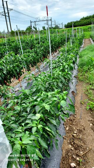 오남현님의 고추 · 일상 작성글 사진